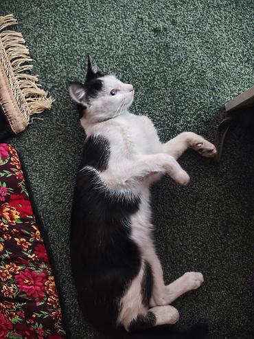 сямская кошка: Кошка даром: Беспородная, 11 месяцев, Мальчик, Приучена к лотку — 2