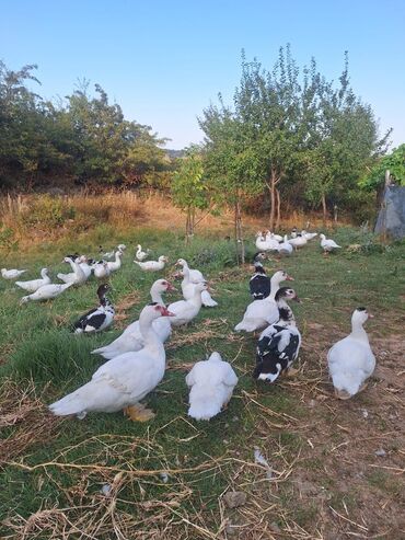 Kənd təsərrüfatı quşları: Təsərrüfatda yetişdirilmiş müxtəlif rənglərdə ördəklər. Ördəklər ağ