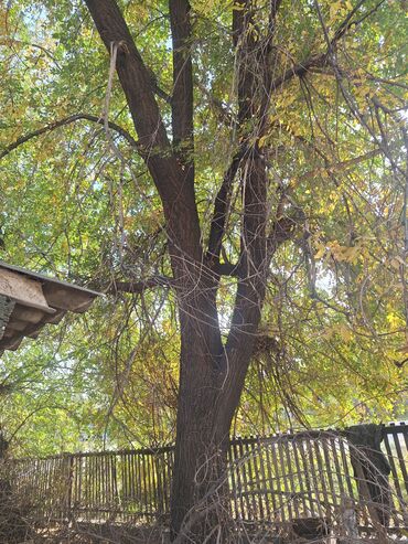 набор инструментов для работы с кожей: Дерево для спила/заготовки древесины - Порода: карагач (по внешним