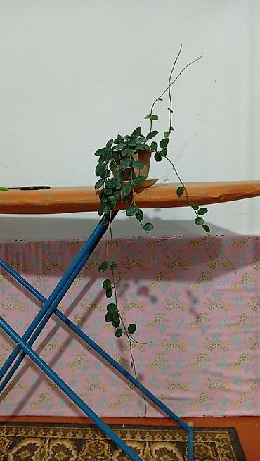 черный принц: Комнатные лианы в горшках - Сциндапсус (Epipremnum aureum — 2