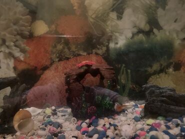 akvar: Akvarium-şkaf, Balıqlarla birlikdə, 200 l, Ödənişli çatdırılma