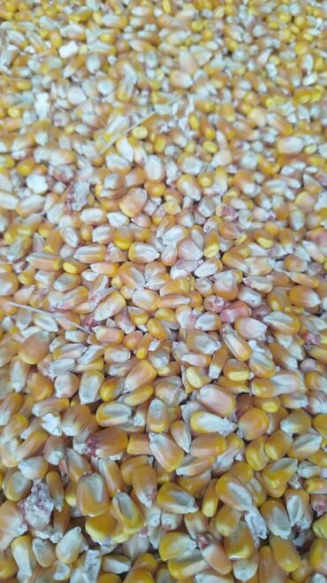 мака кукуруз: Куплю Кукурузу самовывоз любые абёмы по чуйской области
