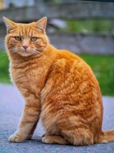 ориентальная кошка: Рыжий кот с полосатым окрасом и зелеными глазами. У кота плотное
