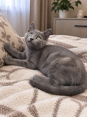 Продажа кошек: Скотиш Страйт (Шотландская прямоухая), 2 месяца, Мальчик, Голубой — 2