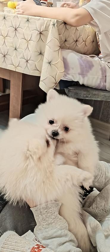 İtlər: Şpitz — 9