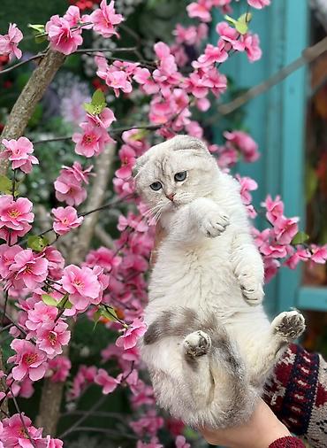 Pişiklər: Şotland — 2