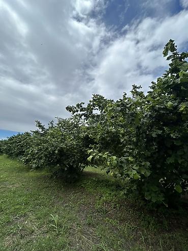Torpaq sahələrinin satışı: Kənd təsərrüfatı — 13