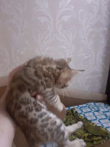 Продажа кошек: Бенгальская, 1 месяц, Мальчик, Черепаховый, Приучена к лотку — 10