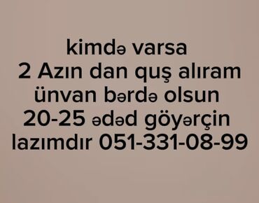 Göyərçinlər: Kimdə varsa ama bərdə də olsun 15-25
 ədəd