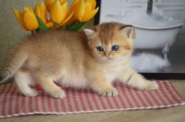 Pişiklər: Qızıl şinşilla, Erkək, Dişi, Ünvandan götürmə — 6