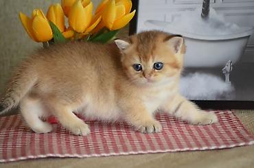 Pişiklər: Qızıl şinşilla, Erkək, Ünvandan götürmə — 5