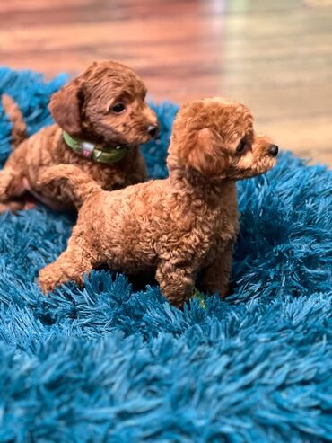 Psi: Nasa odgajivacnica se nalazi u Indjiji i bavimo se uzgojom pasa 15 — 1