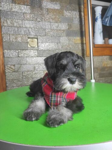 Psi: Patuljasti šnaucer Black & Silver štenci na prodaju. Ostenjeni — 10