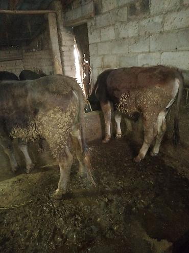 Коровы, быки: Продаю | Бык (самец) | Полукровка | На откорм — 4