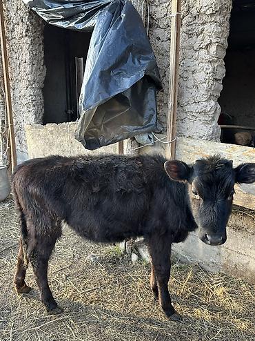 Коровы, быки: Продаю | Корова (самка), Тёлка | Полукровка, Алатауская | Для разведения — 7