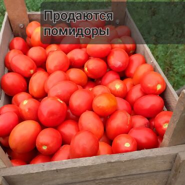 спортивные форма: Помидоры Сливки, В розницу