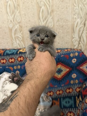 Tofas: Шотладская вислоухая