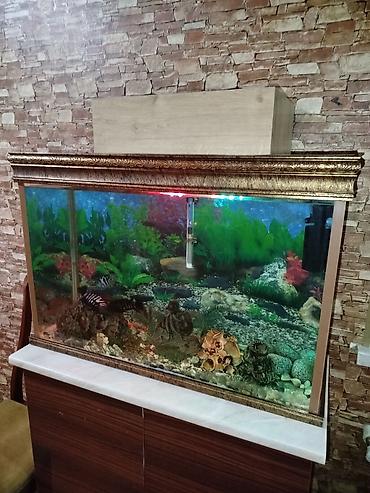 Akvariumlar: Bəzəkli böyük akvarium komplekti - Şüşə akvarium, ön və yan panellər — 3