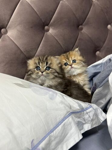 Pişiklər: Şinşilla, Dişi, Erkək, Yaxşı əllərə, Ödənişli çatdırılma, Ünvandan götürmə, Pulsuz çatdırılma — 11