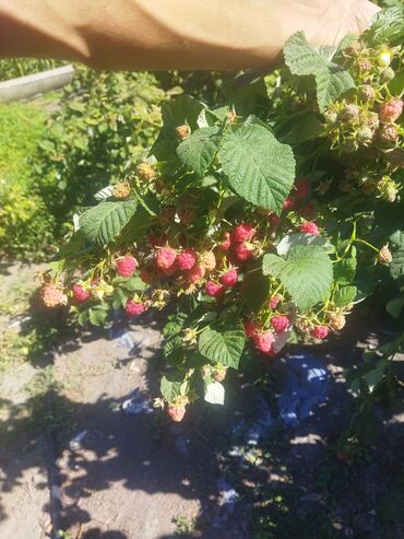 бакай ата ж м: Уруктар жана көчөттөр Малина, Өзү алып кетүү, Акылуу жеткирүү