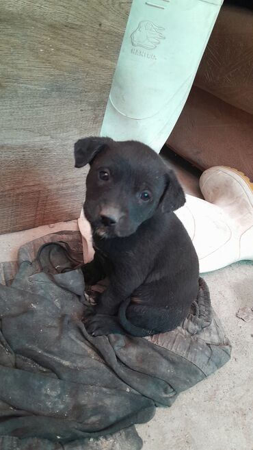 сколько стоит американский питбультерьер: Питбуль, 1 месяц, Самец, С родословной