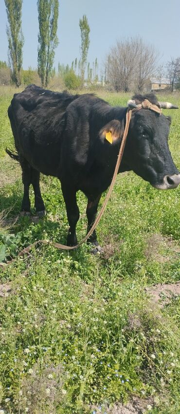 дойные коровы бишкек: Продаю | Корова (самка) | Алатауская | Для молока | Стельные