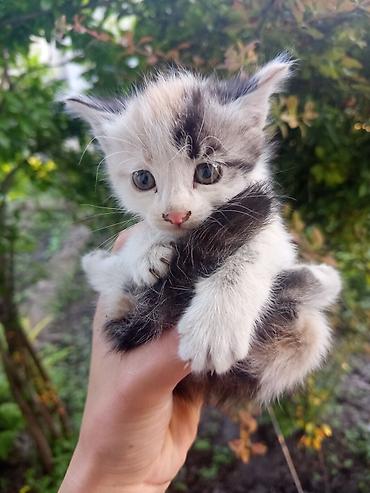 трехцветный кот мальчик: Беспородная, 3 месяца, Девочка, Приучена к лотку — 1