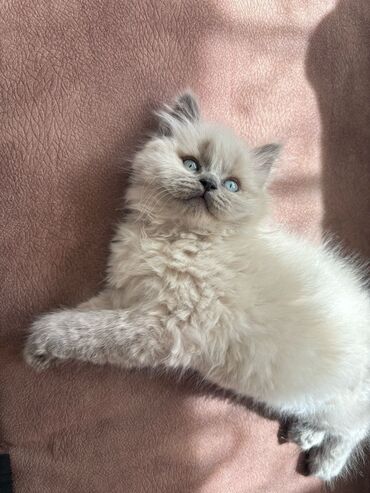 Pişiklər: Şotland uzun tüklü, Erkək, Cütləşmə üçün, Ünvandan götürmə — 17