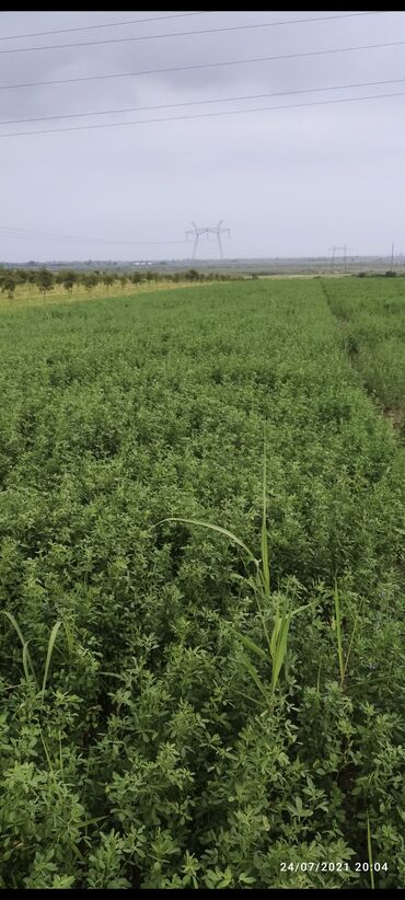 Torpaq sahələrinin satışı: 243 sot, Kənd təsərrüfatı, Mülkiyyətçi, Kupça (Çıxarış) — 13