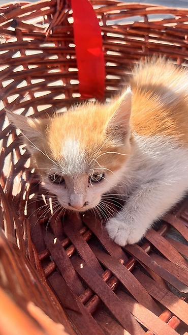 chi su: Котята очень милые и добрые, по имени Латте,Шекер и Карамелька — 4