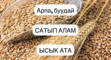 жанин цена бишкек: Арпа,БУУДАЙ
САТЫП АЛАМ
ЫСЫК АТА