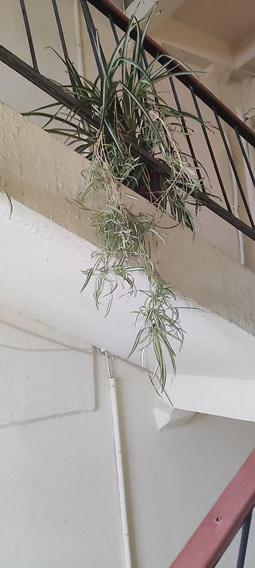 pelarqoniya bitkisi: Otaq bitkisi – Xlorofitum (Spider Plant) - Növ: Xlorofitum comosum — 6