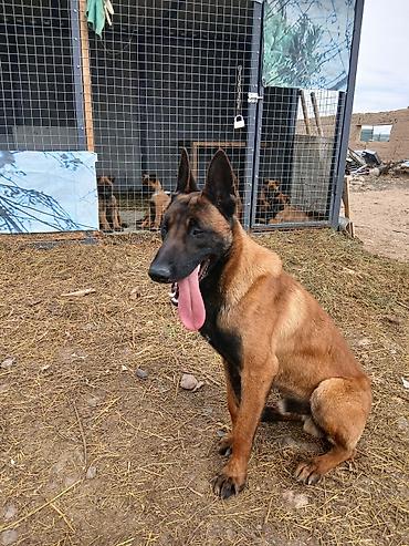 Продажа собак: Предлагаются к бронированию щенки Белгийской овчарки Малинуа.Щенков 9 — 13