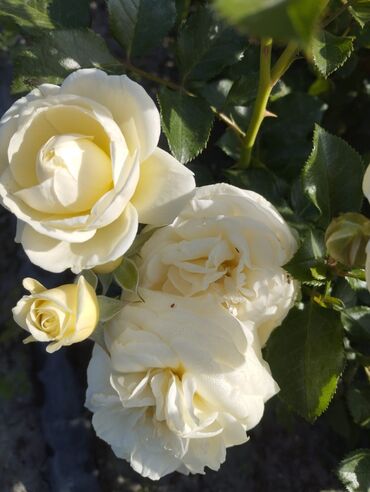 Садовые цветы и кустарники: Садовые розы — срезочные и для посадки Описание: - Разновидности — 29