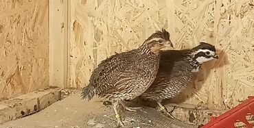 где купить инкубационное яйцо породистых кур: Продам виргинских куропаток количество 10 штук, цена указана за 1