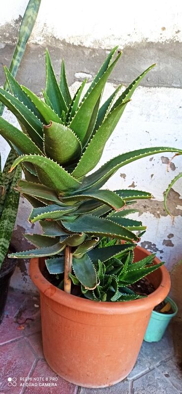 Aloe: 50azn