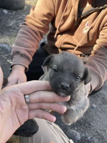 собаки пародистые: Отдам в добрые руки! 3 пацанчика и 1 девчонка