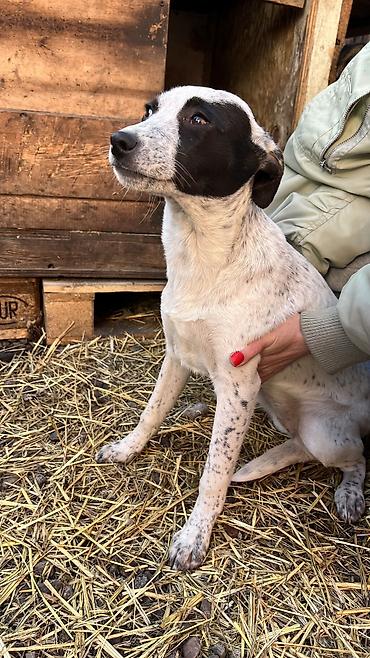 Отдам даром собаку: Собака даром: Дворняжка, 3 месяца, Самка, С прививкой — 7