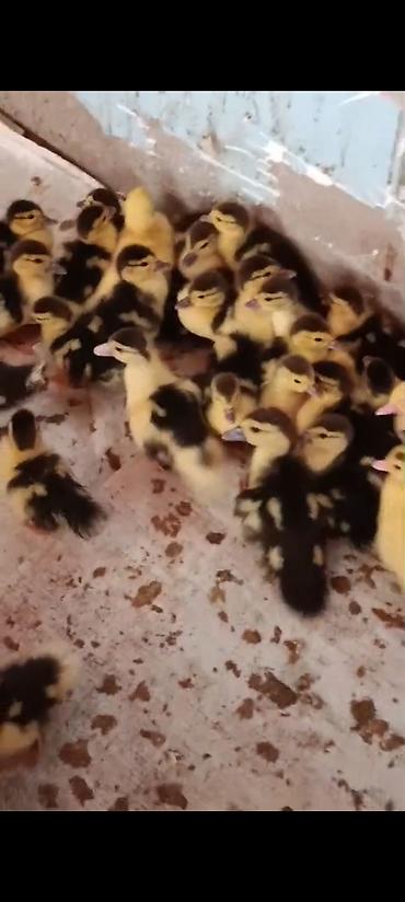 Kənd təsərrüfatı quşları: Muscovy ördək balaları (indoutka) – qarışıq ağ-qara ləkəli rənglər — 1