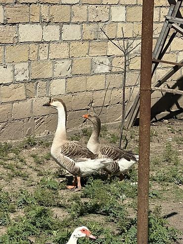 dişi qaz: Satılır: qazlar 2 yerli 1 quban qaz satılır 1 erkek, 2 kişi Yumurtayan — 1