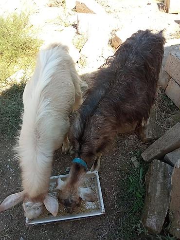 damazlıq heyvanların satışı: Dişi, il: 1, Damazlıq — 4