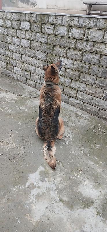 İtlər: Alman çoban iti — 1