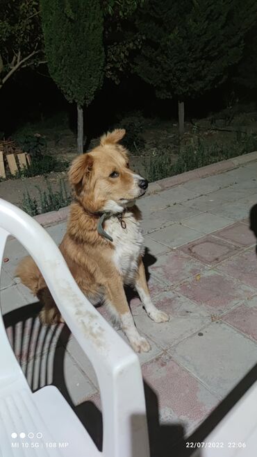 в добрые руки: Evi satdığım üçün pulsuz verirem. Golden retrieverle qarışığı var. 4