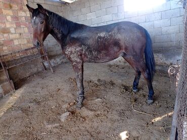 хмонг собака купить: Продаю | Конь (самец), Жеребец