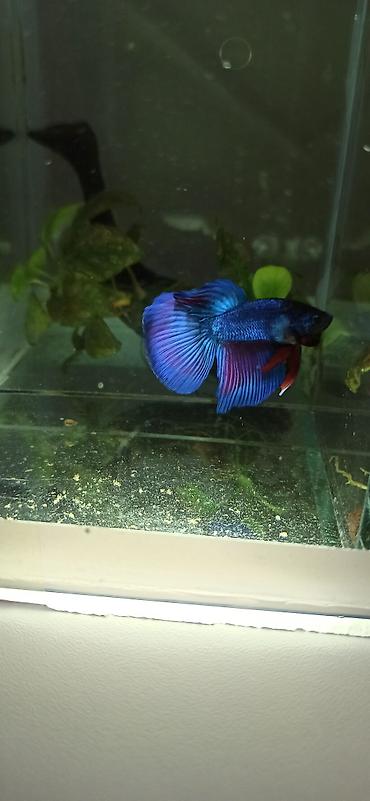 Balıqlar: Betta (Petuşok balığı), Yırtıcı — 6
