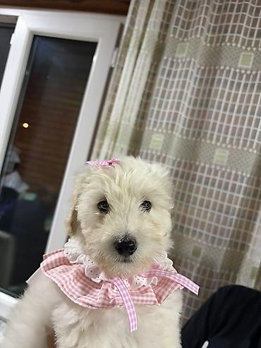 broyler cuce satisi: Toy pudle dişi 3 aylıq ağ rəngdə — 1