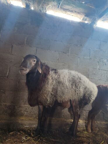 пшеница ячмень: Продаю | Баран (самец) | Для разведения | Осеменитель