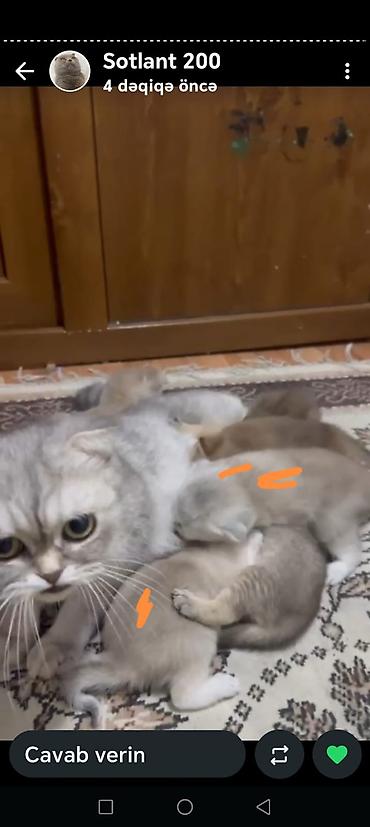pişik yuva: Şotland yastı qulaq, Erkək, Dişi, Yaxşı əllərə, Ödənişli çatdırılma, Rayonlara çatdırılma, Pulsuz çatdırılma — 4