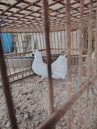 fireng quşu: Salam pavlin erkek başı esenlerden sağlam qızğın cin kimj quşdu balaya
