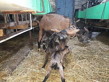 Keçilər, çəpişlər: Südlük keçilər – sağlam, məhsuldar sürü Salam şəkillərdə görünən — 9